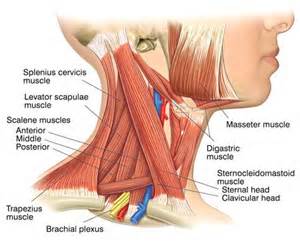 Neck Muscles